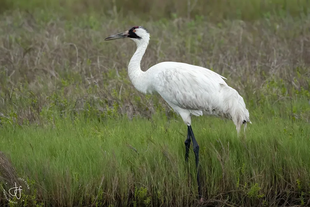 Aransas National Wildlife Refuge: Whooping Crane Central on the Texas Coast (Image Credits: Flickr)