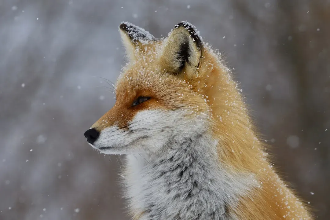 Conclusion: Protecting Earth's Remarkable Fox Diversity (Image Credits: Unsplash)