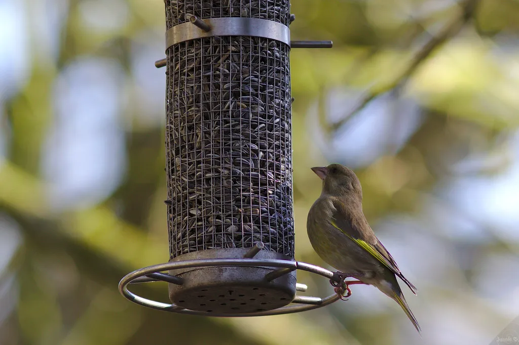 #9 - Your Feeder Empties at a Steady Pace, Not in Random Boom-and-Bust Cycles (Jannis_V, Flickr, CC BY-SA 2.0)