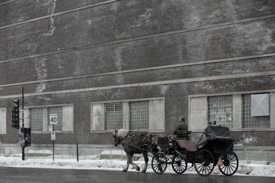 Horses: Shrinking the World (Image Credits: Stocksnap)
