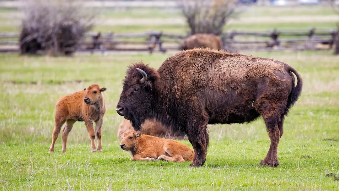 American bison: from tens of millions to near zero, then back again (Image Credits: Unsplash)