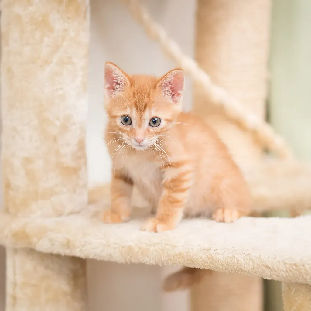 Create Vertical Territory and Climbing Opportunities (Image Credits: Flickr)