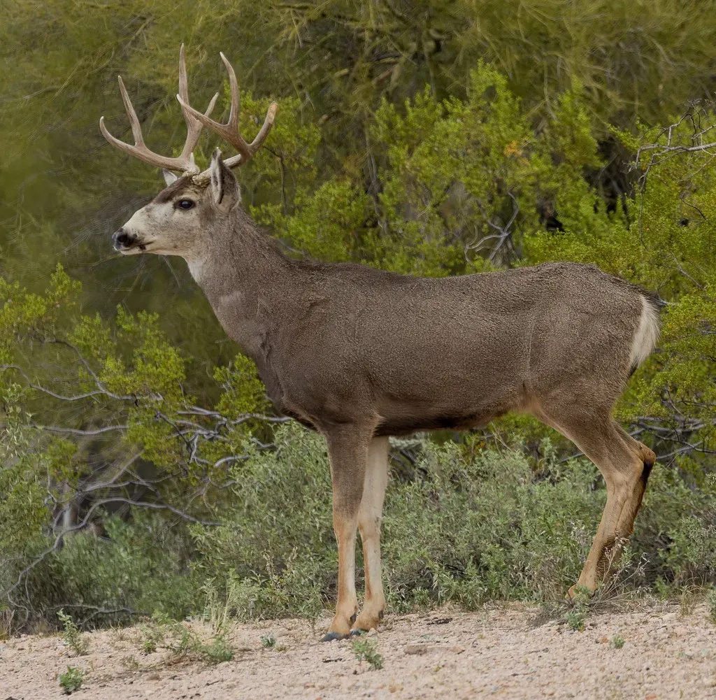 4. Mule Deer (Tanque Verde, Flickr, CC BY 2.0)