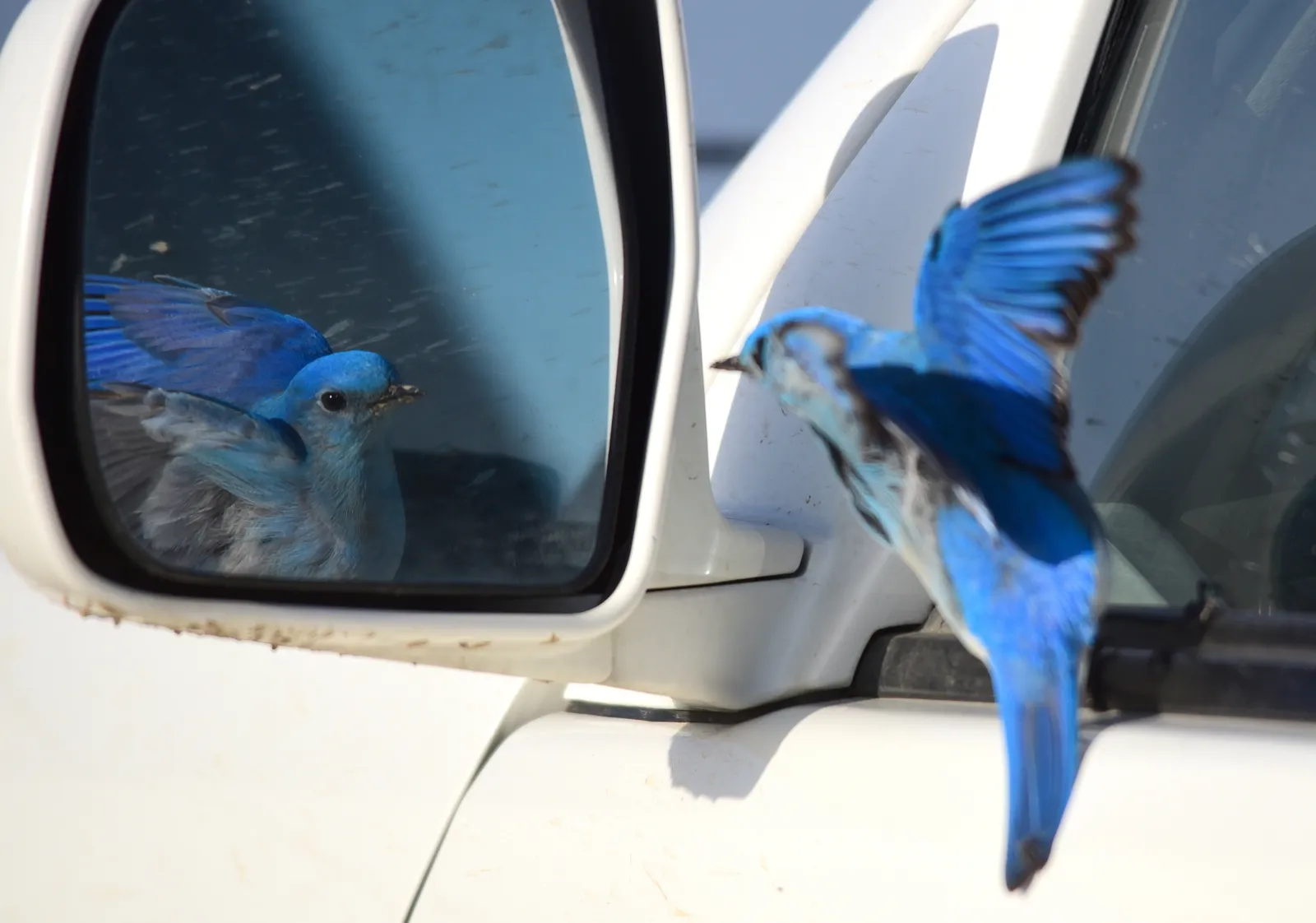 Opinionated Closing Thoughts: Humility, Not Hype, Is the Real Lesson (Mountain bluebird at Seedskadee National Wildlife Refuge, Public domain)