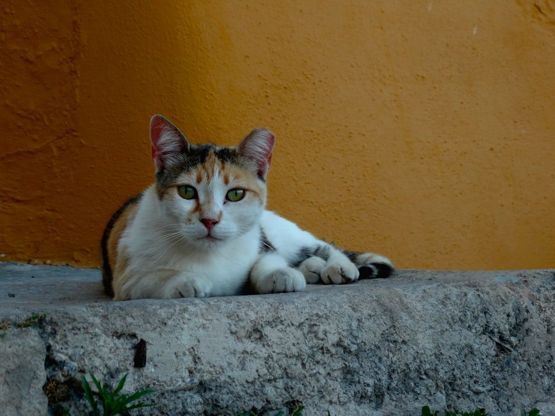 Chausie Cats (Image Credits: Unsplash)