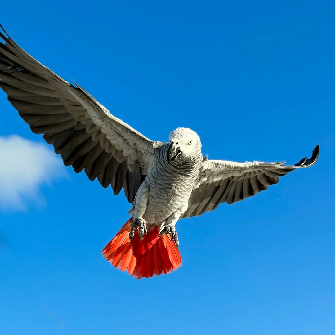 #4 Cosmo the grey parrot and the case for context (Image Credits: Unsplash)