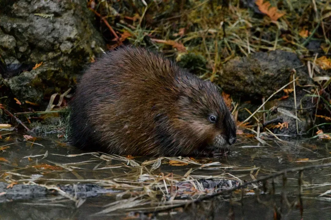 Capricorn: The Resourceful Muskrat (Image Credits: Unsplash)