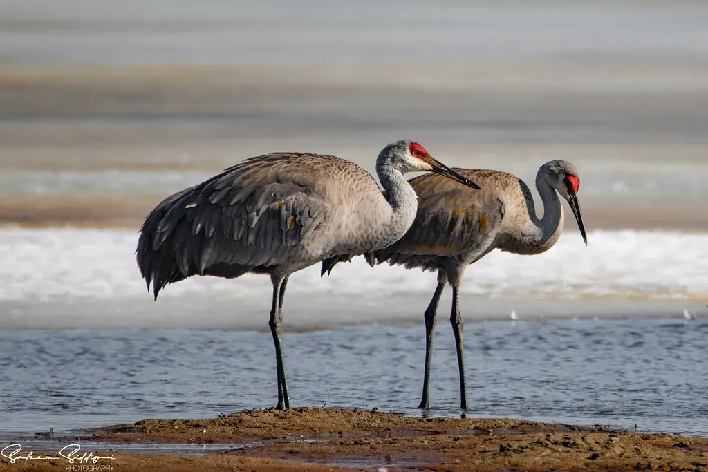 Sandhill Crane Conquers the East (Image Credits: Flickr)