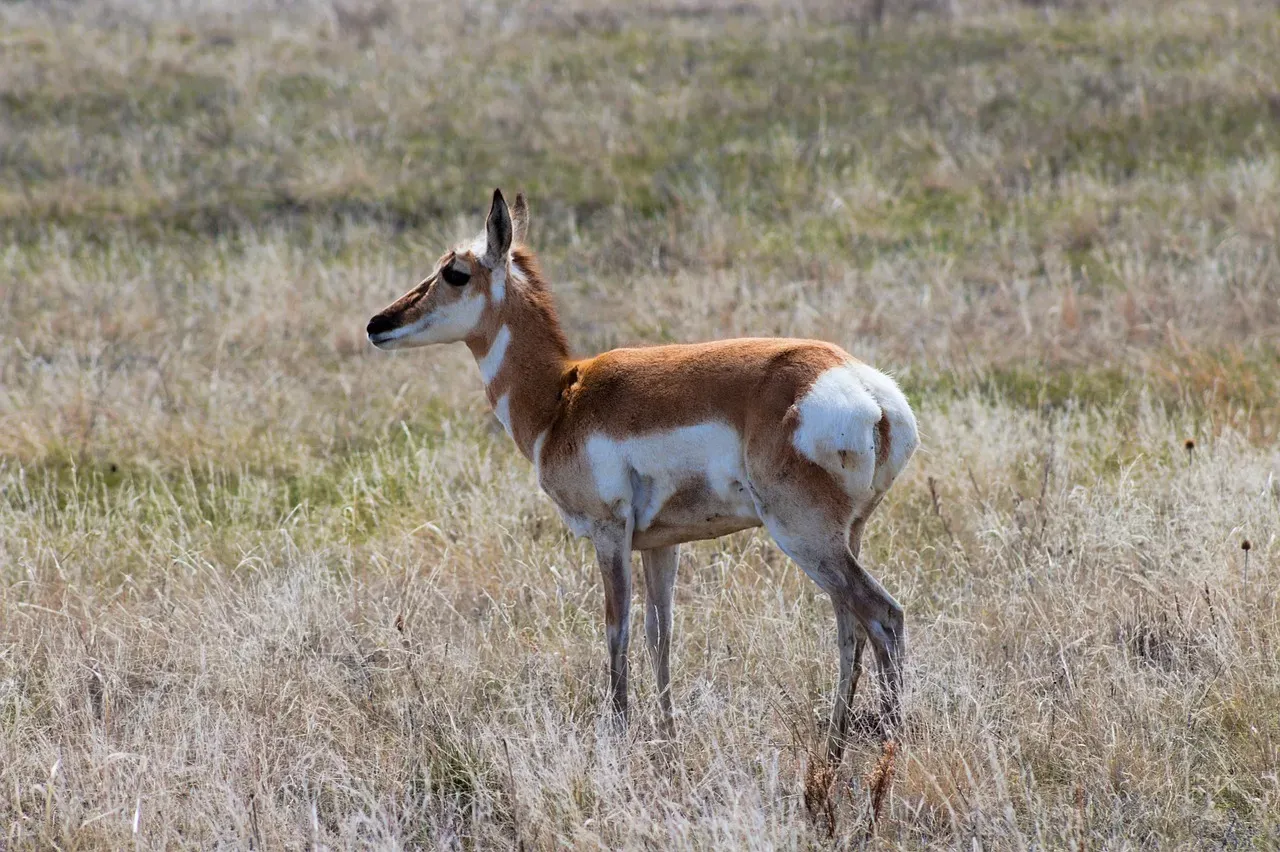 Their Eyes Can Spot Movement from Four Miles Away (Image Credits: Pixabay)