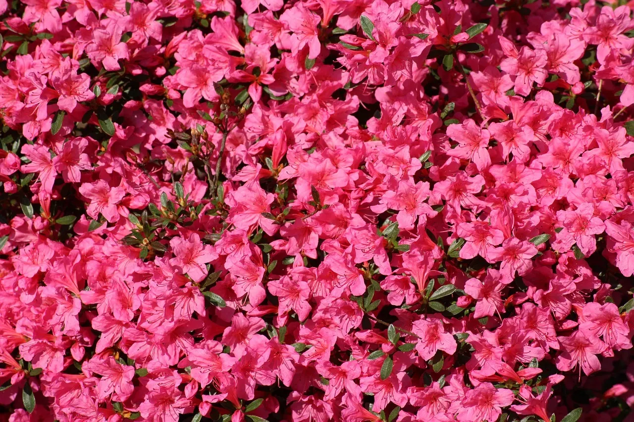 Azaleas and Rhododendrons: Beautiful But Brutal (Image Credits: Pixabay)