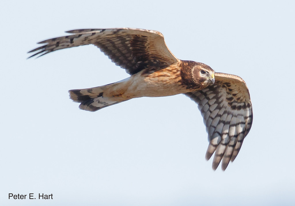 Gemini: The Northern Harrier (Image Credits: Flickr)
