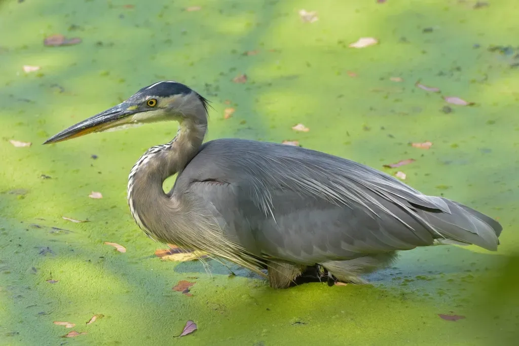 The Bigger Picture: A Species That Keeps Thriving (Image Credits: Rawpixel)