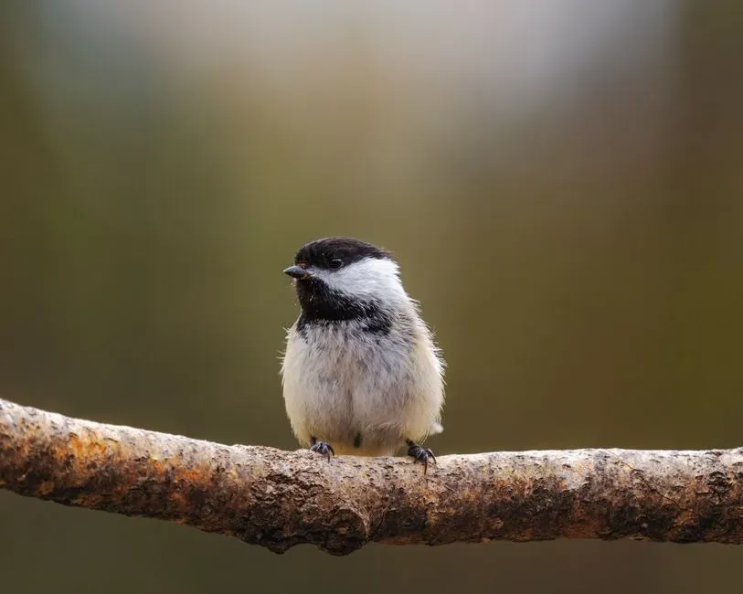 The Chilling Quiet: What Sudden Silence Really Means (Image Credits: Pexels)