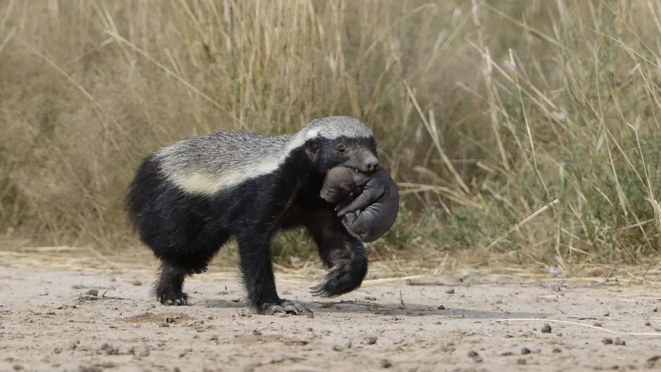 Climate control, badger style (Image Credits: Pexels)