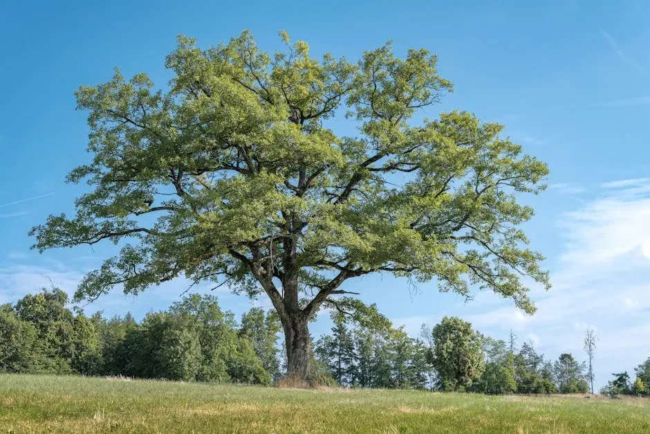 #1. White Oak (Quercus alba) (Image Credits: Pexels)
