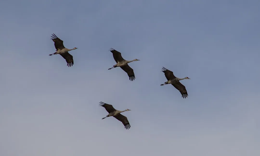 4. The Platte River Valley, Nebraska, USA: The Crane Spectacle (Image Credits: Unsplash)