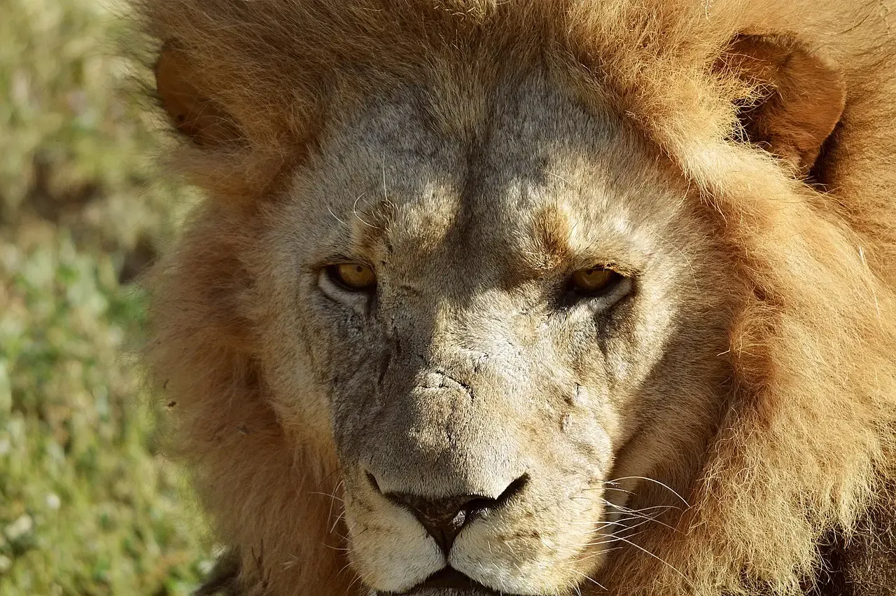 Leo and the Lion (Image Credits: Pixabay)