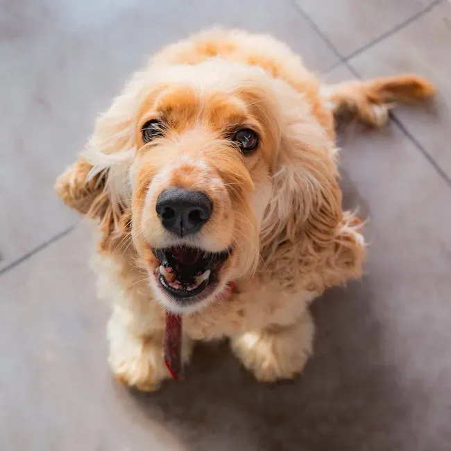 3. The Whine: The Language of Need (Image Credits: Pexels)