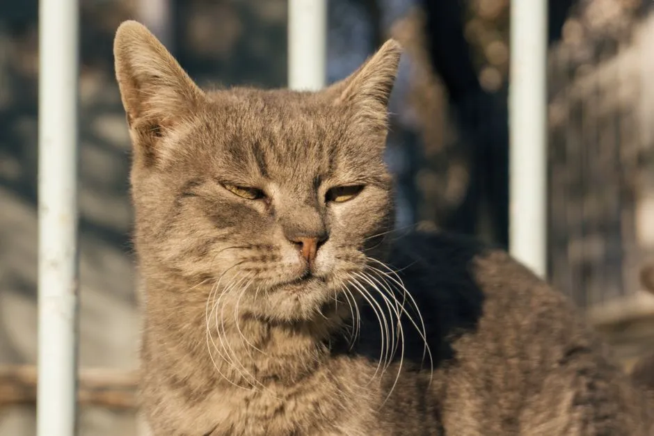 #15 - No Interest in Favorite Spots or Routines (Image Credits: Pexels)