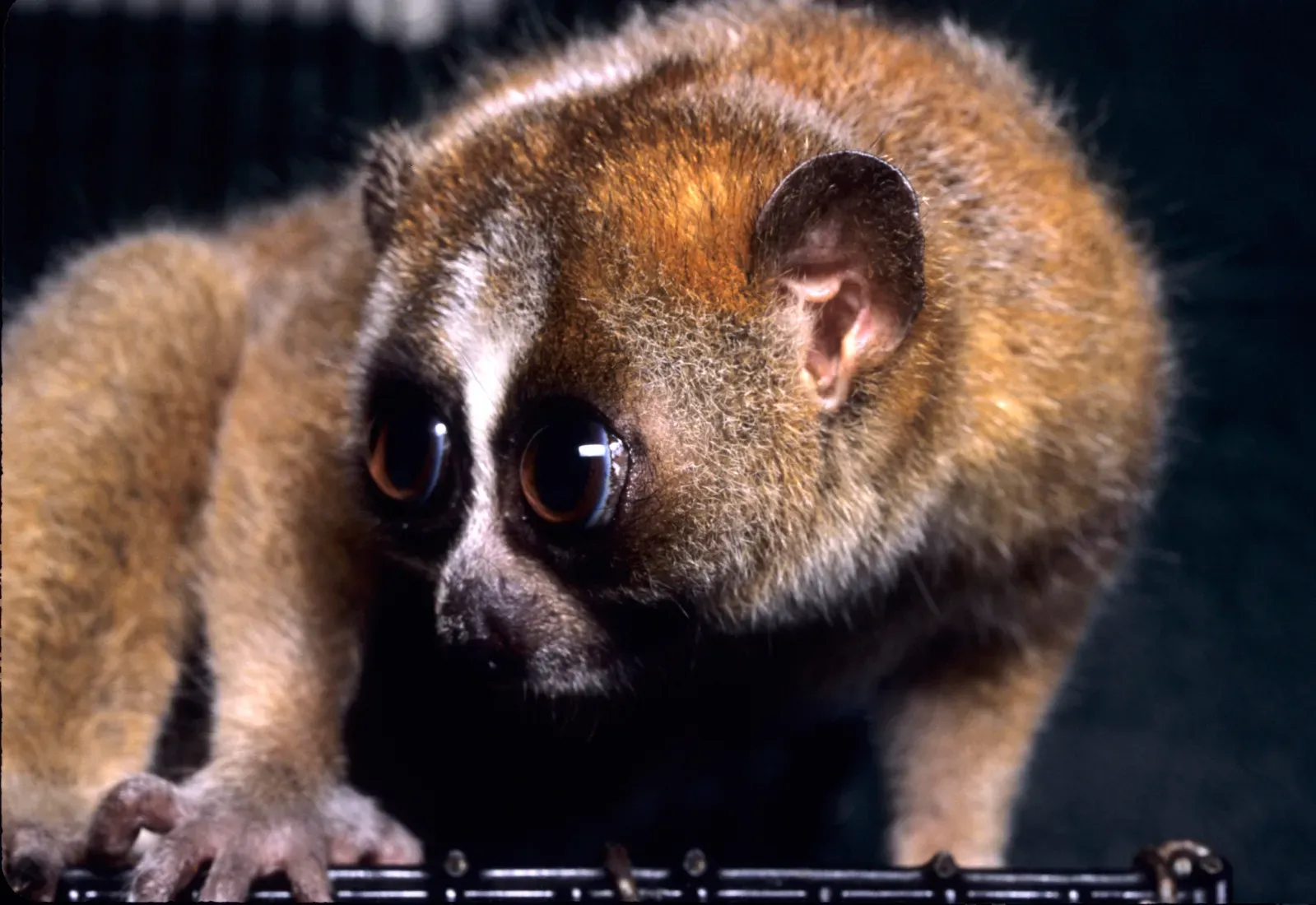 9. The Slow Loris: The Only Venomous Primate (Image Credits: Wikimedia)