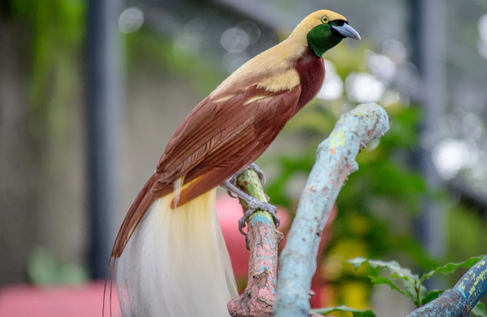 1. The Superb Bird-of-Paradise: Nature's Shape-Shifting Showman (By Philip Nalangan, CC BY 4.0)