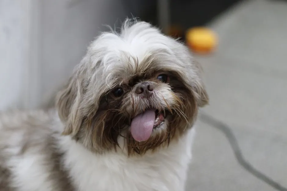 #30 - Shih Tzu: Palace Dog Turned Perfect Condo Companion (Built for Quiet) (Image Credits: Pexels)