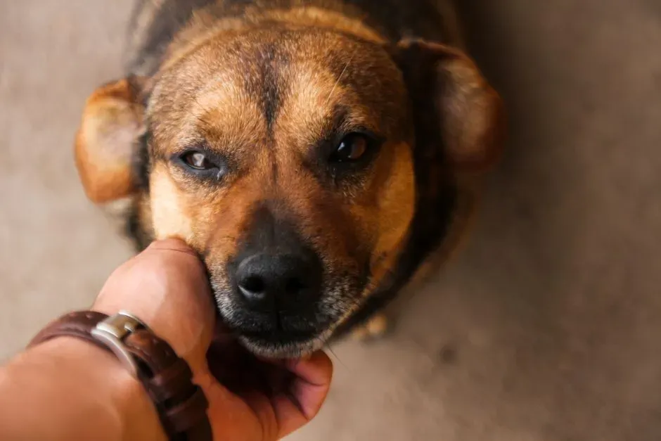 Low Growling During Routine Handling (Image Credits: Pexels)