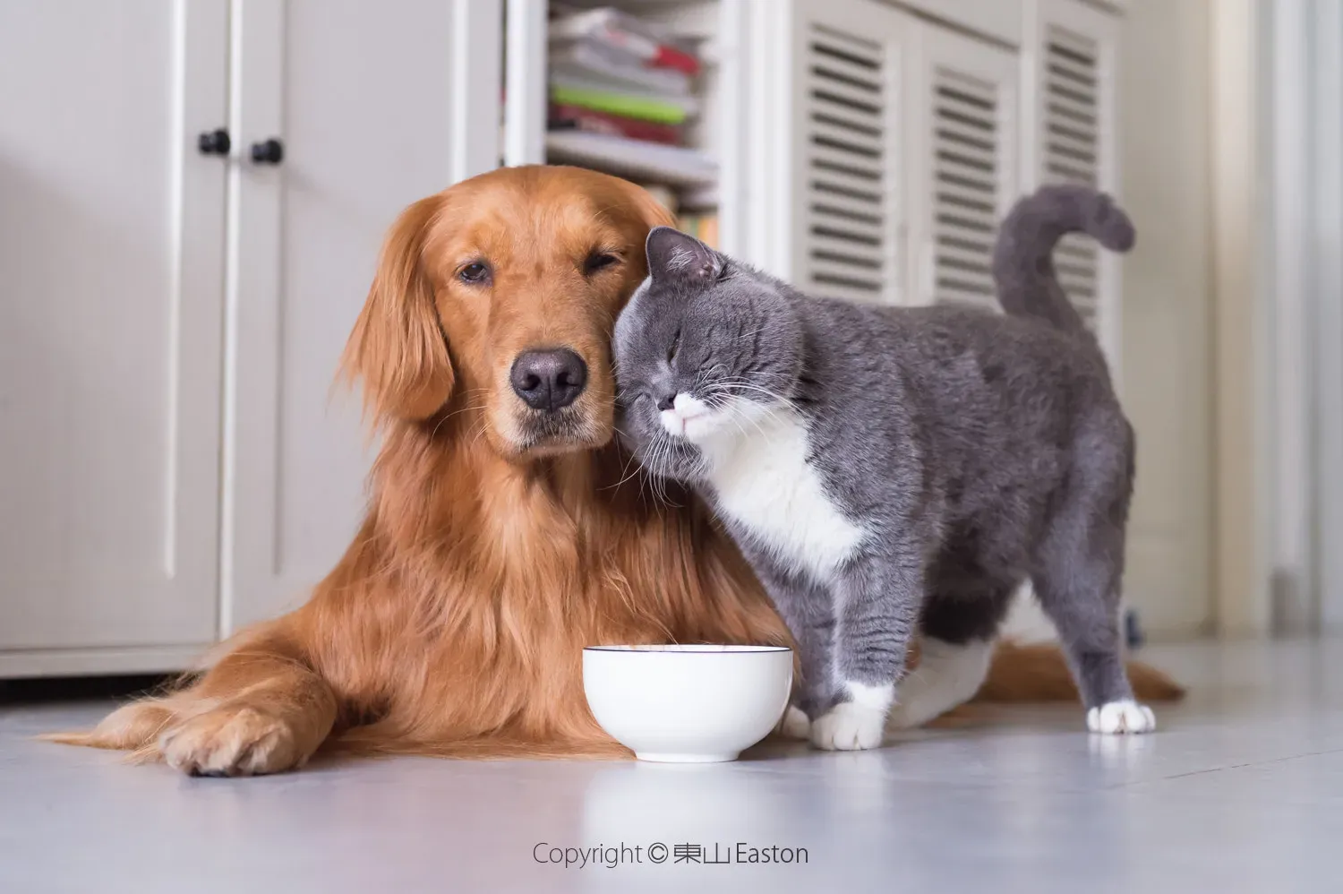 They Fight Loneliness Like No Human Can (Image Credits: Wikimedia)