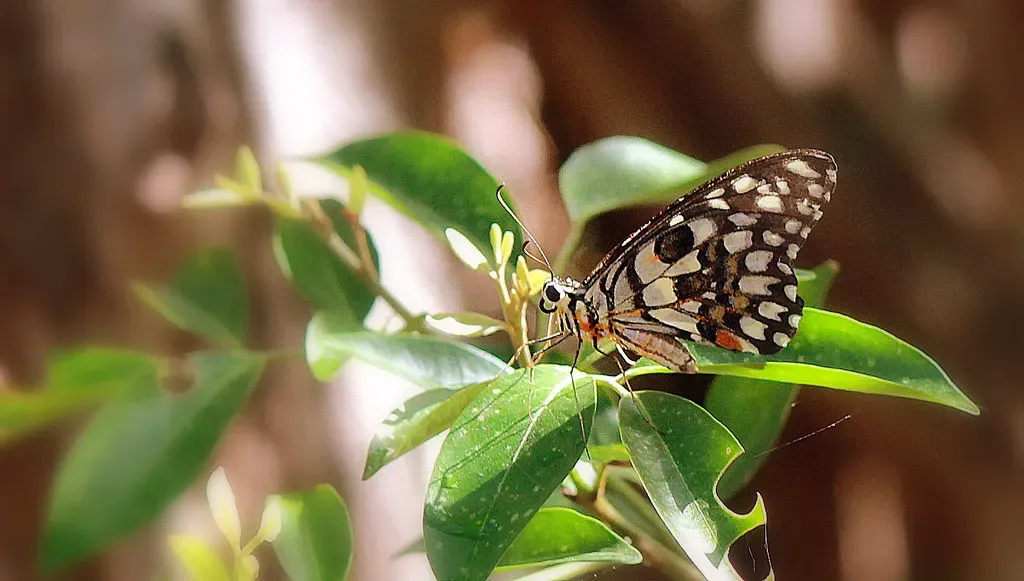 Conclusion: A Migration Worth Fighting For (Balaji _ Photography, Flickr, CC BY 2.0)