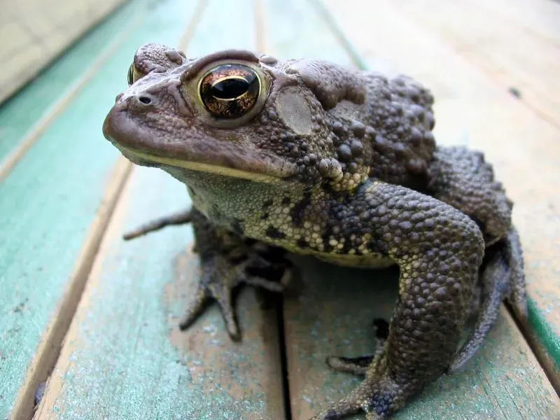 American Toads (Kerry Wixted, Flickr, CC BY 2.0)