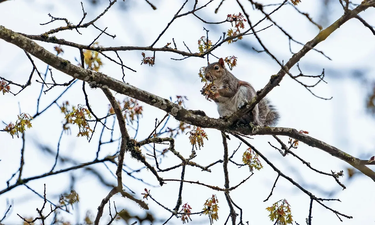 Creating Multiple Nest Sites (Image Credits: Pixabay)