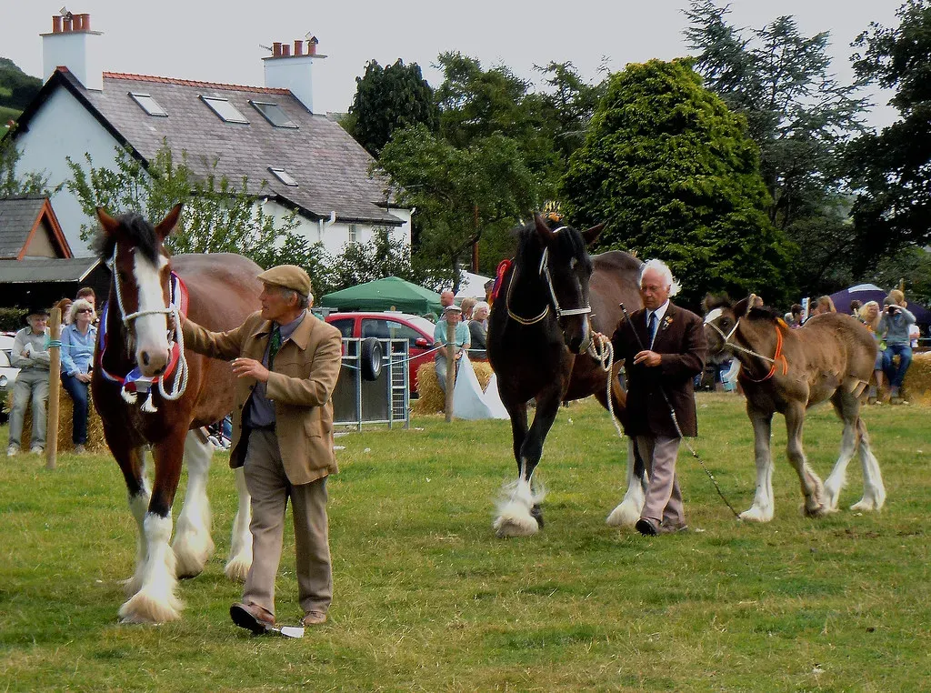 Horses Are Not Very Intelligent (Image Credits: Flickr)