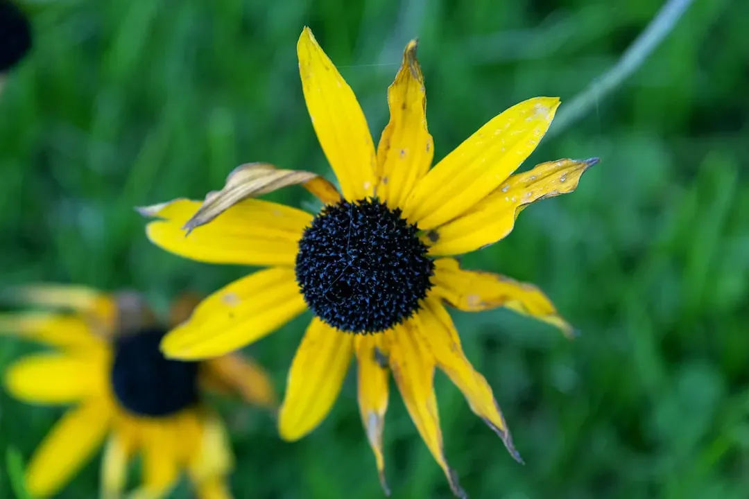 Black-Eyed Susan: The Golden Girl of American Gardens (Image Credits: Unsplash)