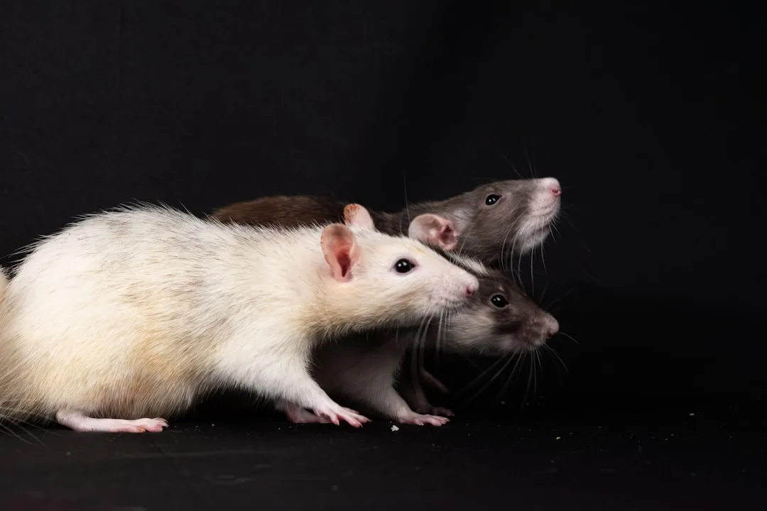 #12 - Rats That Pine for Their Cage Mates (Image Credits: Unsplash)