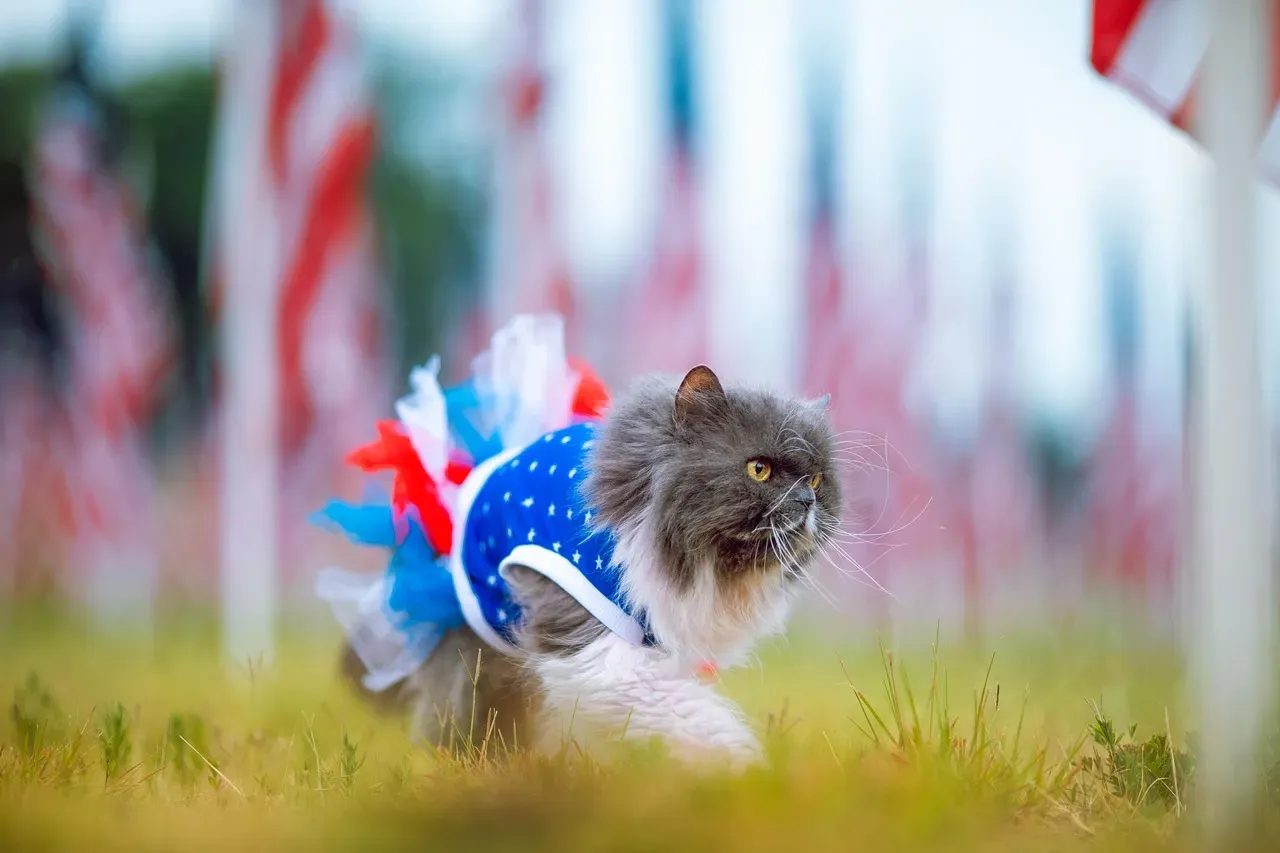 Cats With Strong Independent Streaks (Image Credits: Pixabay)
