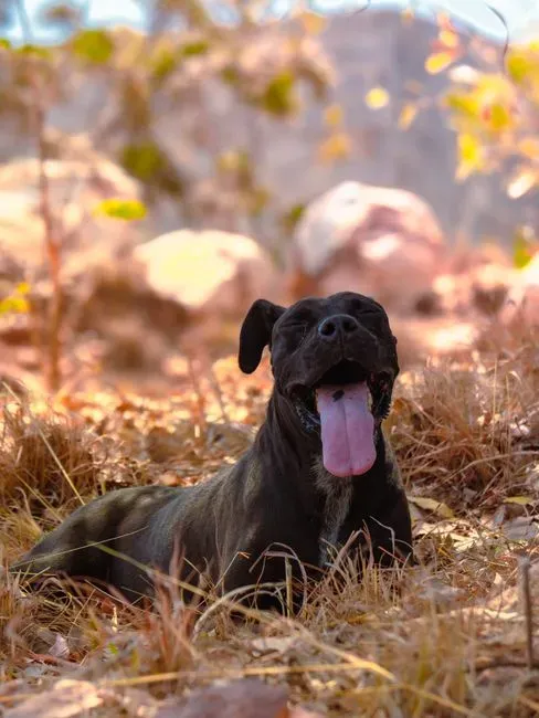 #6 – Panting or Trembling While Resting (Image Credits: Pexels)
