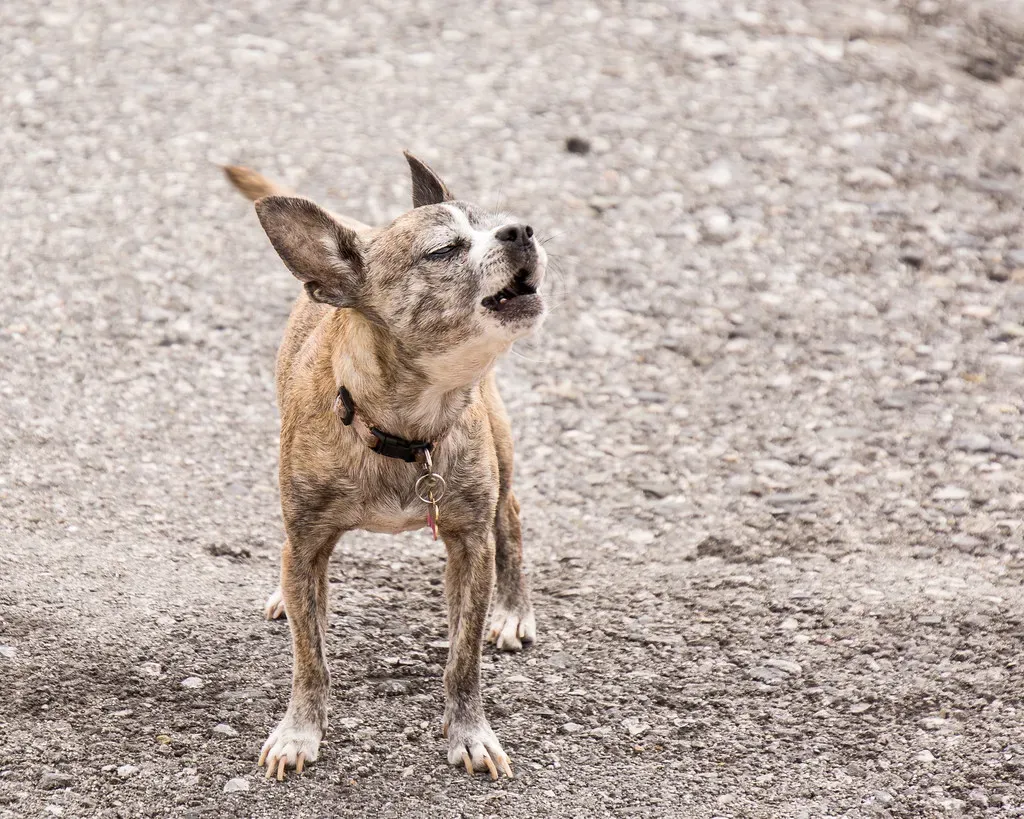 Chihuahuas: Tiny Dogs with Enormous Voices (Image Credits: Flickr)