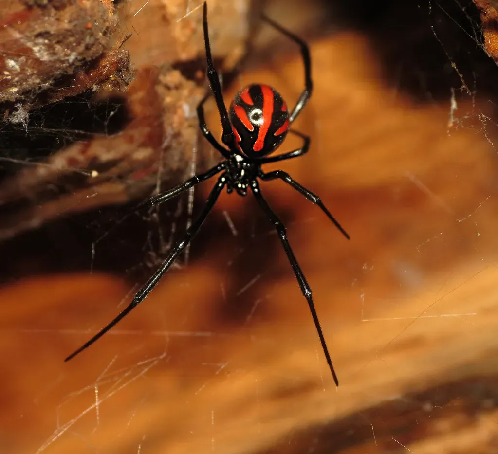 6. The Black Widow Spider: Beauty With a Lethal Bite (BrunoSchalch, Flickr, CC BY 2.0)