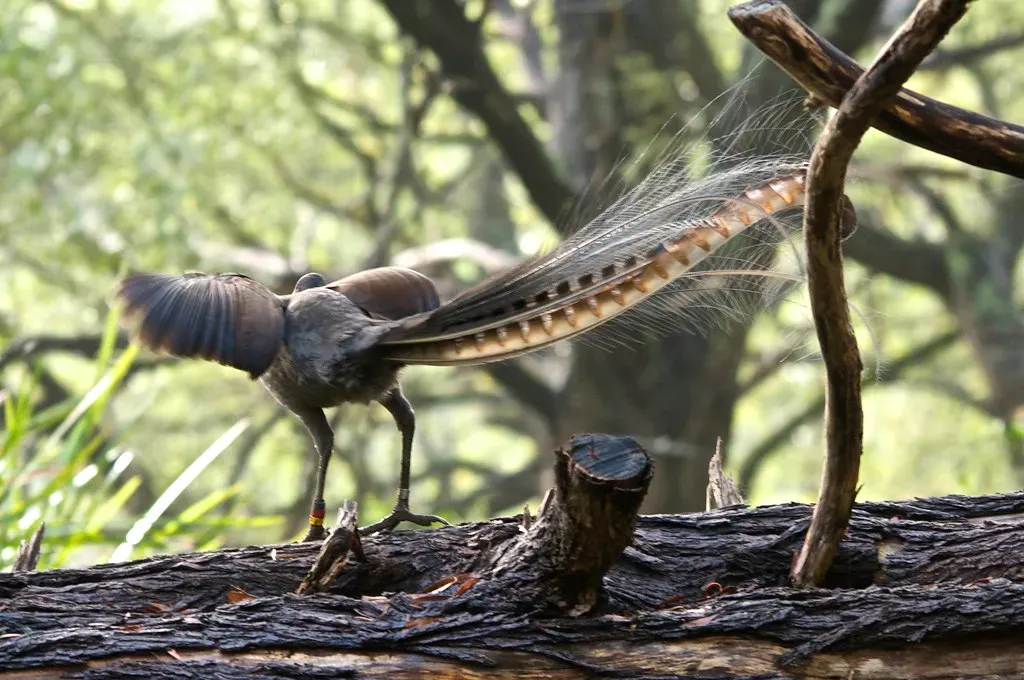 Feathers That Bend Reality (Image Credits: Flickr)