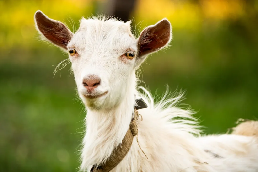 Goats Do Something Extra: They Ask Us For Help (Image Credits: Unsplash)