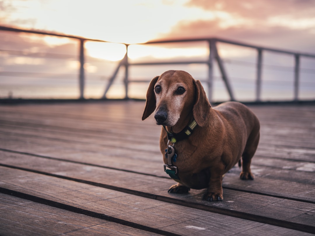 #4 Dachshund (Image Credits: Unsplash)