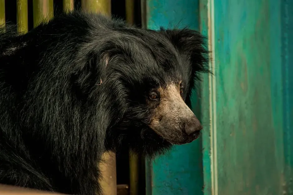 8. Wisconsin: The Cheese State Has a Bear Problem (In the Best Way) (Image Credits: Pexels)