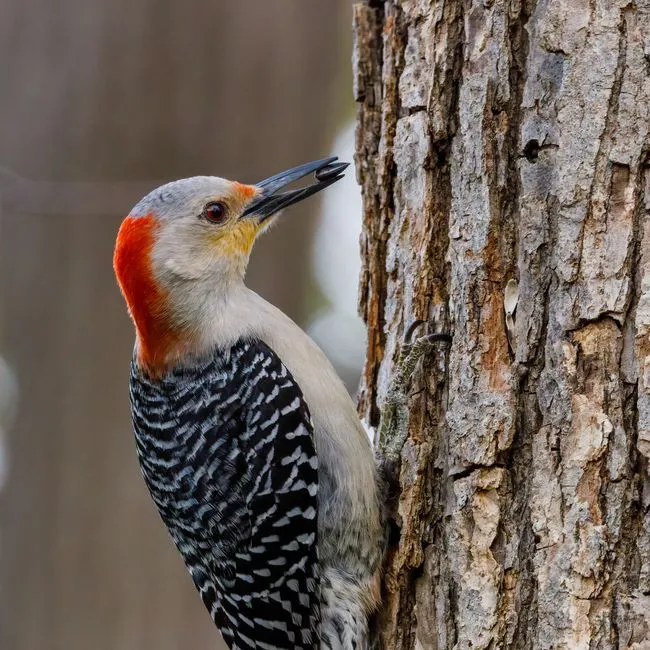 #6 - Red-Bellied Woodpecker: The "New" Woodpecker in Town (Image Credits: Pexels)