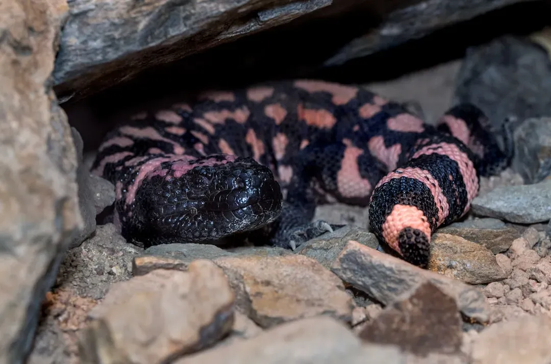 6. The Gila Monster: Slow, Venomous, and Perfectly Suited (Image Credits: Unsplash)
