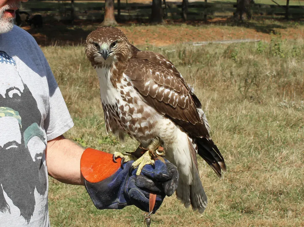 #7. Their Plumage Is Far More Variable Than Most People Know (DrPhotoMoto, Flickr, CC BY-SA 2.0)