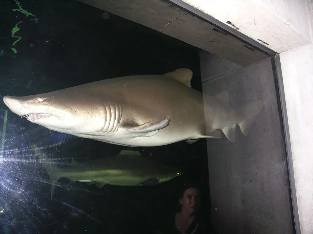 Seasonal Surges: The 'Sharktober' Phenomenon (Graham and Sheila, Flickr, CC BY 2.0)