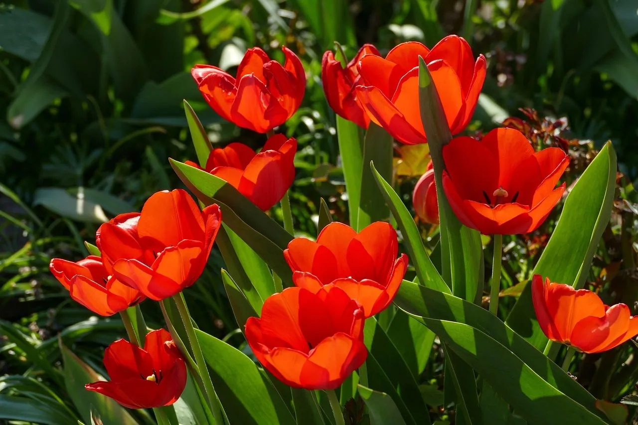 #1 - Your Yard's Sunlight Is Lying to You (Image Credits: Pixabay)