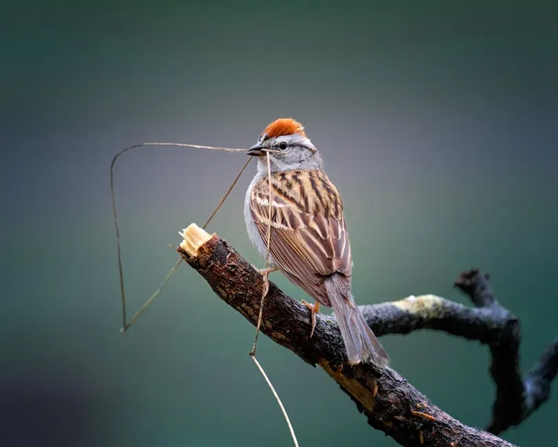 11. Chipping Sparrow (Image Credits: Pexels)