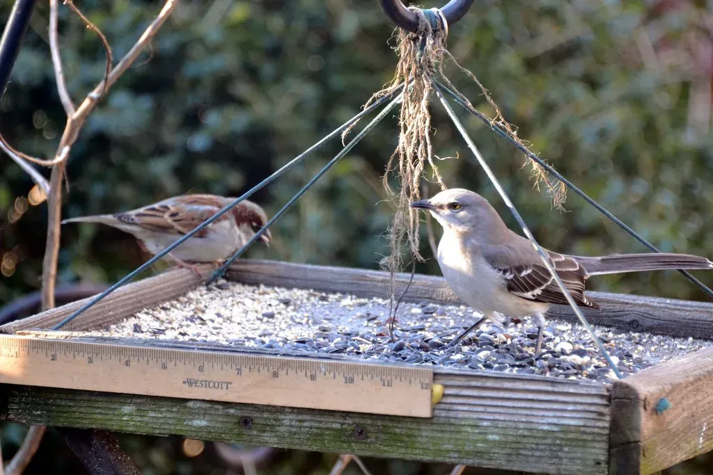 Neglecting the Ground Beneath the Feeder (Tobyotter, Flickr, CC BY 2.0)