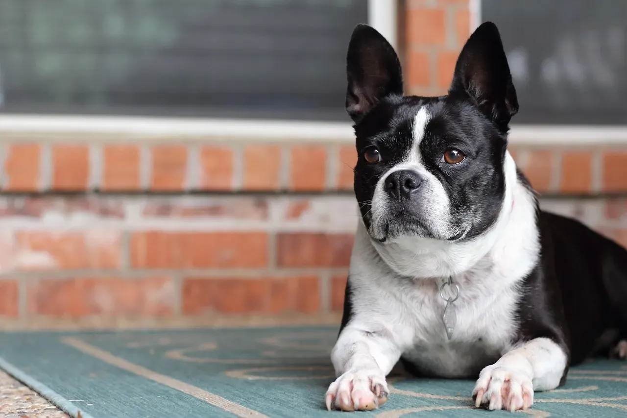 French Bulldogs: Low-Energy, High Charm (Image Credits: Pixabay)